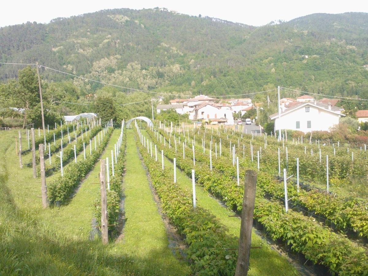 Agriturismo Tenuta Valletti. Sesta Godano Dış mekan fotoğraf